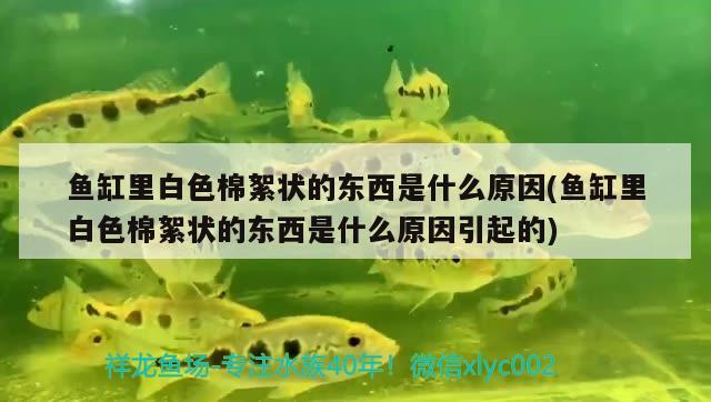 魚缸里白色棉絮狀的東西是什么原因(魚缸里白色棉絮狀的東西是什么原因引起的)