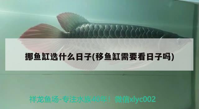 挪魚缸選什么日子(移魚缸需要看日子嗎) 慈雕魚