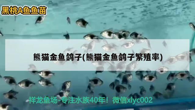 熊貓金魚鴿子(熊貓金魚鴿子繁殖率) 觀賞魚