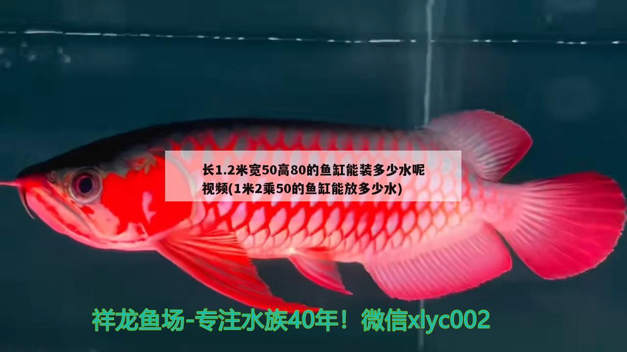 長1.2米寬50高80的魚缸能裝多少水呢視頻(1米2乘50的魚缸能放多少水)