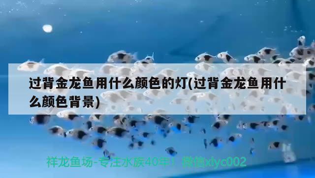 過背金龍魚用什么顏色的燈(過背金龍魚用什么顏色背景) 過背金龍魚