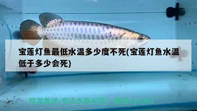 寶蓮燈魚最低水溫多少度不死(寶蓮燈魚水溫低于多少會(huì)死) 觀賞魚