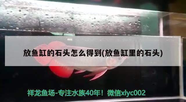 放魚缸的石頭怎么得到(放魚缸里的石頭)