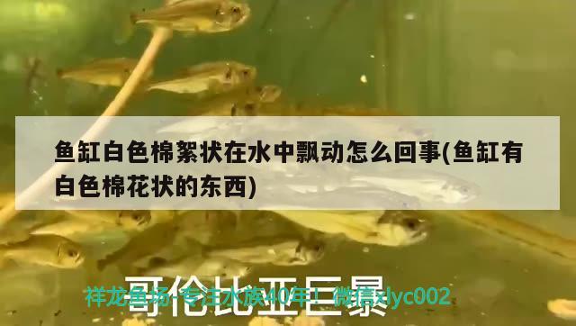 魚缸白色棉絮狀在水中飄動怎么回事(魚缸有白色棉花狀的東西)