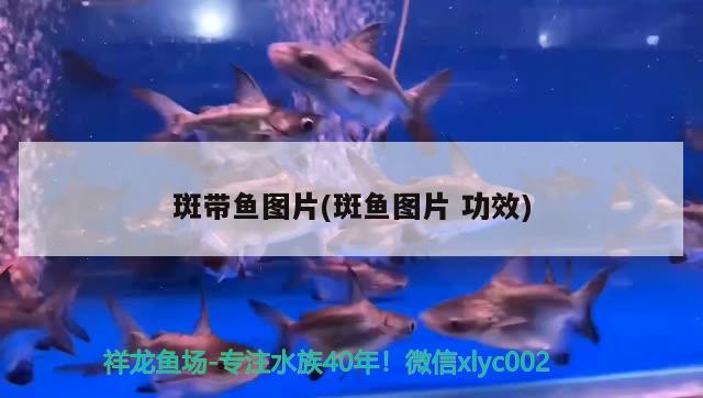 斑帶魚圖片(斑魚圖片功效) 觀賞魚