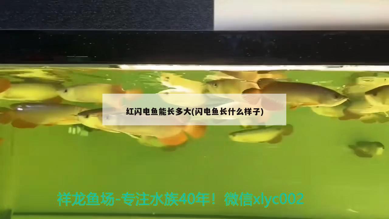 紅閃電魚能長多大(閃電魚長什么樣子)