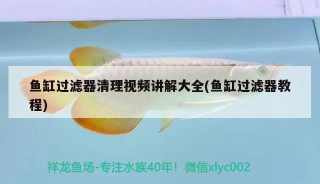 魚(yú)缸過(guò)濾器清理視頻講解大全(魚(yú)缸過(guò)濾器教程) 非洲金鼓魚(yú)