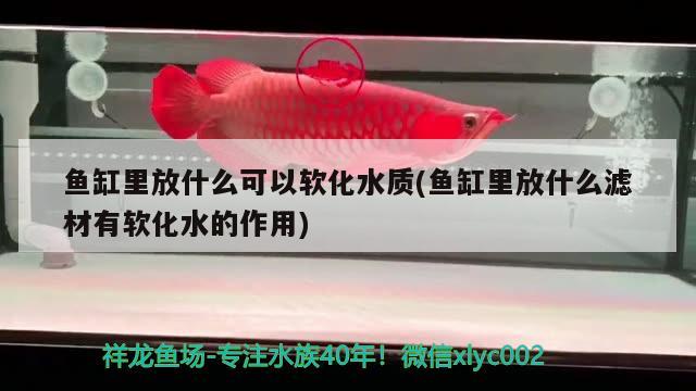 魚缸里放什么可以軟化水質(zhì)(魚缸里放什么濾材有軟化水的作用) 銀龍魚