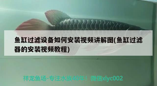 魚(yú)缸過(guò)濾設(shè)備如何安裝視頻講解圖(魚(yú)缸過(guò)濾器的安裝視頻教程) 過(guò)濾設(shè)備