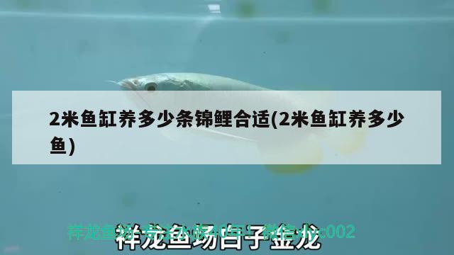 2米魚缸養(yǎng)多少條錦鯉合適(2米魚缸養(yǎng)多少魚) 國產(chǎn)元寶鳳凰魚