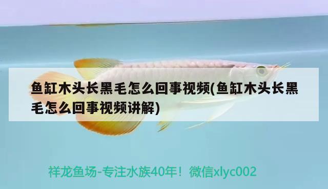 魚缸木頭長黑毛怎么回事視頻(魚缸木頭長黑毛怎么回事視頻講解) 廣州觀賞魚批發(fā)市場