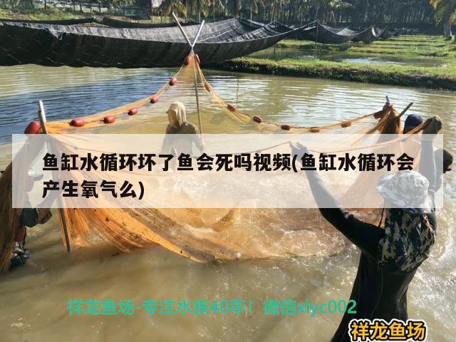 魚缸水循環(huán)壞了魚會死嗎視頻(魚缸水循環(huán)會產(chǎn)生氧氣么) 古典過背金龍魚