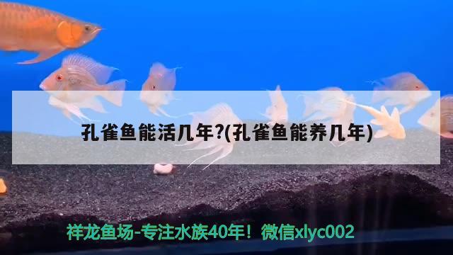 孔雀魚(yú)能活幾年?(孔雀魚(yú)能養(yǎng)幾年) 觀賞魚(yú) 第1張