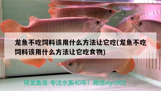 龍魚不吃飼料該用什么方法讓它吃(龍魚不吃飼料該用什么方法讓它吃食物)