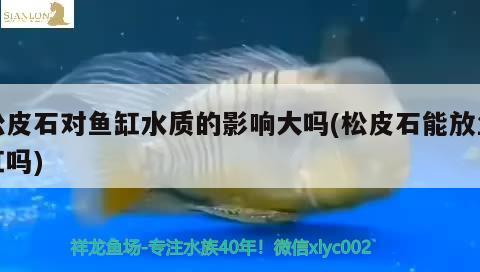 松皮石對(duì)魚(yú)缸水質(zhì)的影響大嗎(松皮石能放魚(yú)缸嗎)