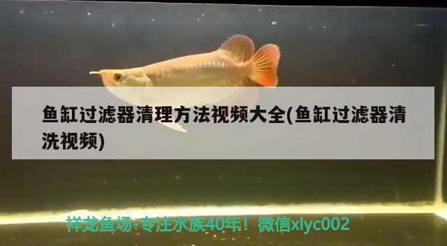 魚(yú)缸過(guò)濾器清理方法視頻大全(魚(yú)缸過(guò)濾器清洗視頻)