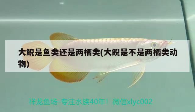 大鯢是魚(yú)類還是兩棲類(大鯢是不是兩棲類動(dòng)物) 觀賞魚(yú)