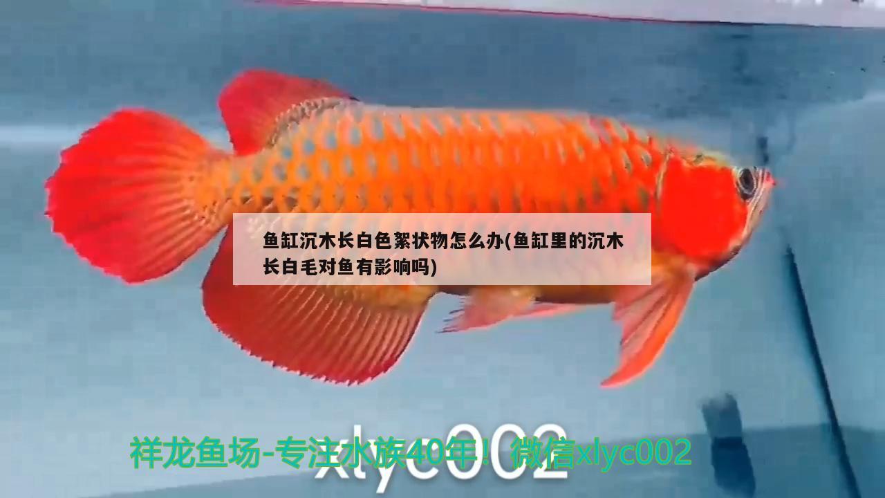 魚缸沉木長白色絮狀物怎么辦(魚缸里的沉木長白毛對(duì)魚有影響嗎)