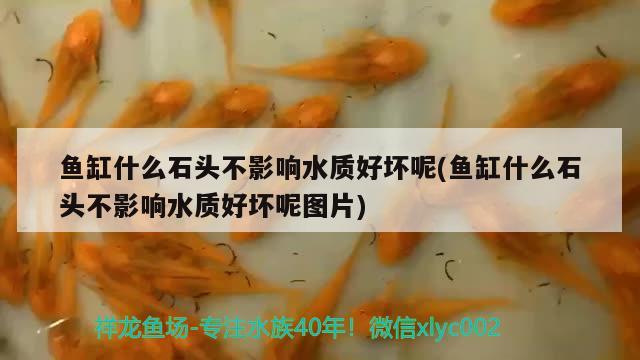 魚缸什么石頭不影響水質(zhì)好壞呢(魚缸什么石頭不影響水質(zhì)好壞呢圖片) 祥龍金禾金龍魚