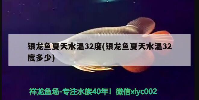 銀龍魚(yú)夏天水溫32度(銀龍魚(yú)夏天水溫32度多少) 銀龍魚(yú)