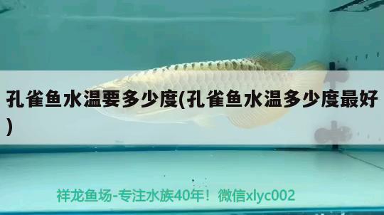 孔雀魚水溫要多少度(孔雀魚水溫多少度最好) 觀賞魚