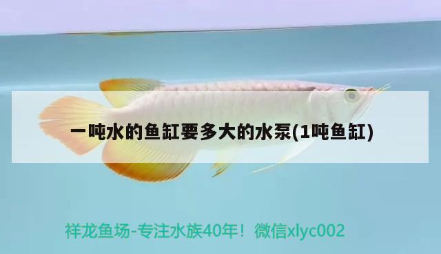 一噸水的魚缸要多大的水泵(1噸魚缸) 虎斑恐龍魚