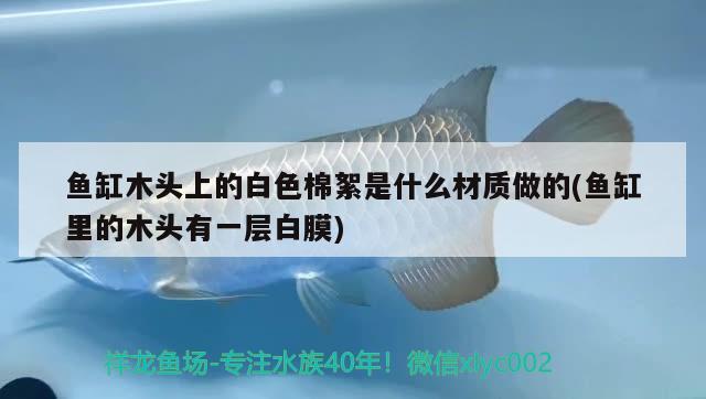 魚缸木頭上的白色棉絮是什么材質(zhì)做的(魚缸里的木頭有一層白膜)