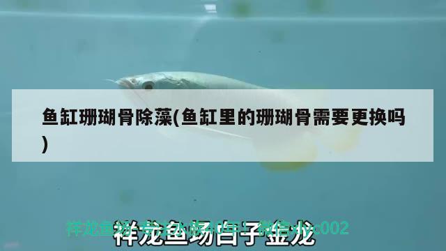 魚缸珊瑚骨除藻(魚缸里的珊瑚骨需要更換嗎)