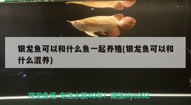 銀龍魚可以和什么魚一起養(yǎng)殖(銀龍魚可以和什么混養(yǎng))