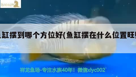 魚缸擺到哪個(gè)方位好(魚缸擺在什么位置旺財(cái)) 泰國(guó)虎魚（泰虎）