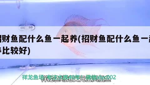 招財(cái)魚配什么魚一起養(yǎng)(招財(cái)魚配什么魚一起養(yǎng)比較好) 觀賞魚