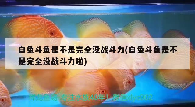 白兔斗魚是不是完全沒戰(zhàn)斗力(白兔斗魚是不是完全沒戰(zhàn)斗力啦)