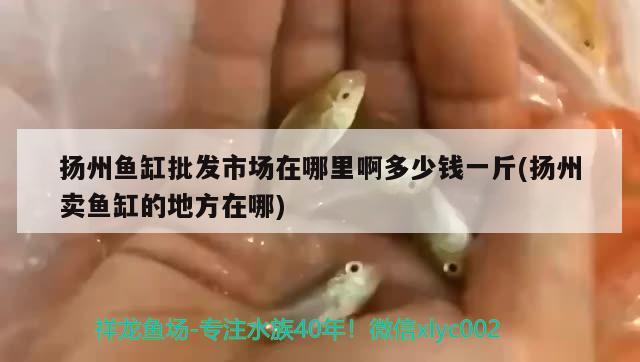 揚(yáng)州魚缸批發(fā)市場(chǎng)在哪里啊多少錢一斤(揚(yáng)州賣魚缸的地方在哪) 和尚魚