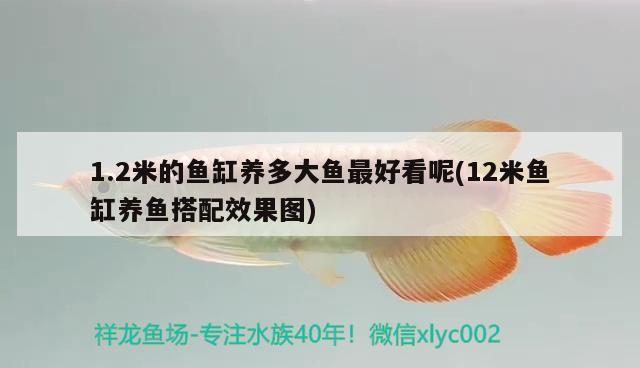 1.2米的魚缸養(yǎng)多大魚最好看呢(12米魚缸養(yǎng)魚搭配效果圖)