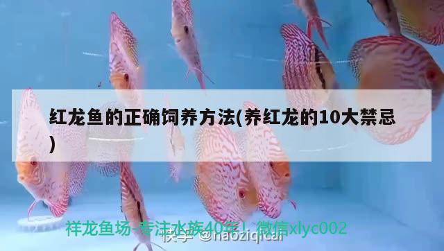 紅龍魚的正確飼養(yǎng)方法(養(yǎng)紅龍的10大禁忌)