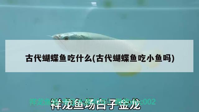 古代蝴蝶魚吃什么(古代蝴蝶魚吃小魚嗎)