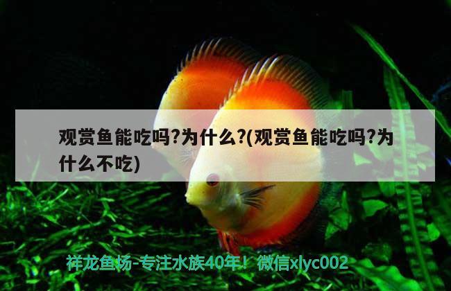 觀賞魚能吃嗎?為什么?(觀賞魚能吃嗎?為什么不吃)