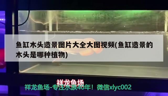 魚缸木頭造景圖片大全大圖視頻(魚缸造景的木頭是哪種植物) 野生埃及神仙魚