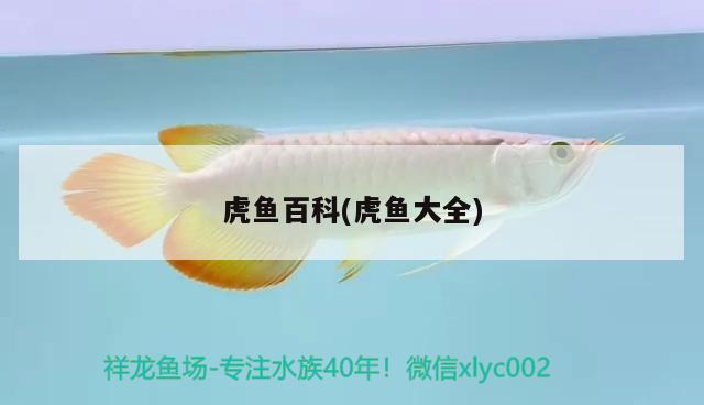 虎魚百科(虎魚大全)