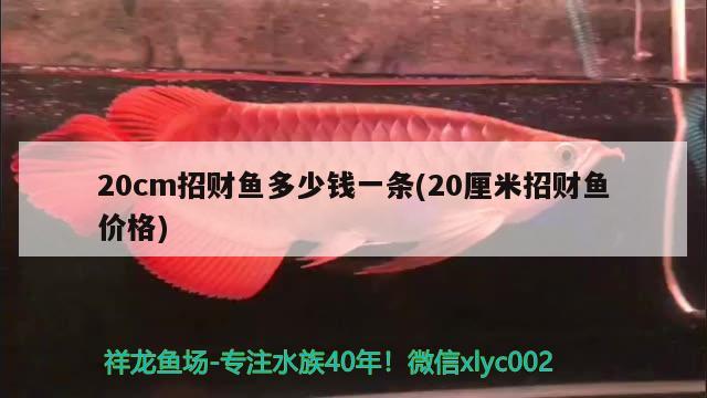 20cm招財魚多少錢一條(20厘米招財魚價格)