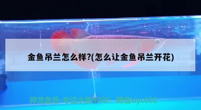 金魚吊蘭怎么樣?(怎么讓金魚吊蘭開花)