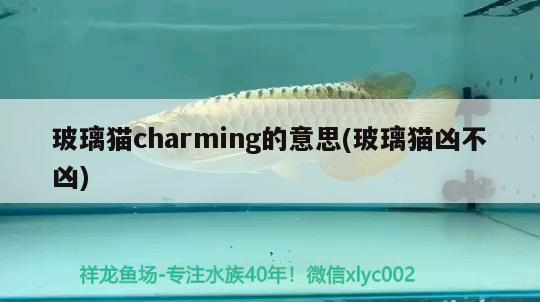 玻璃貓charming的意思(玻璃貓兇不兇) 觀賞魚(yú)