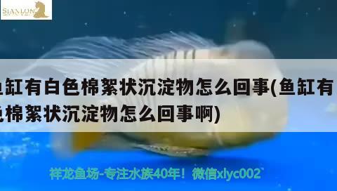 魚缸有白色棉絮狀沉淀物怎么回事(魚缸有白色棉絮狀沉淀物怎么回事啊) 潛水泵