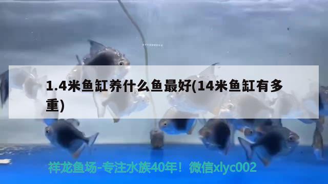 1.4米魚缸養(yǎng)什么魚最好(14米魚缸有多重) 大湖紅龍魚