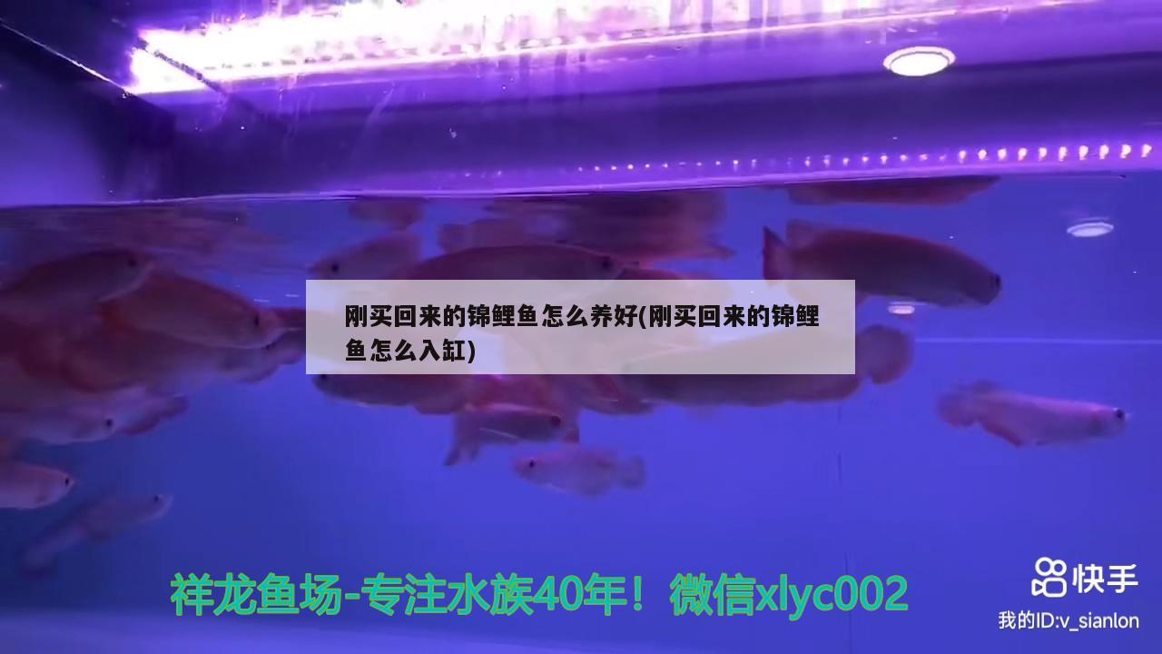 剛買回來的錦鯉魚怎么養(yǎng)好(剛買回來的錦鯉魚怎么入缸)