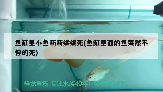 魚缸里小魚斷斷續(xù)續(xù)死(魚缸里面的魚突然不停的死)