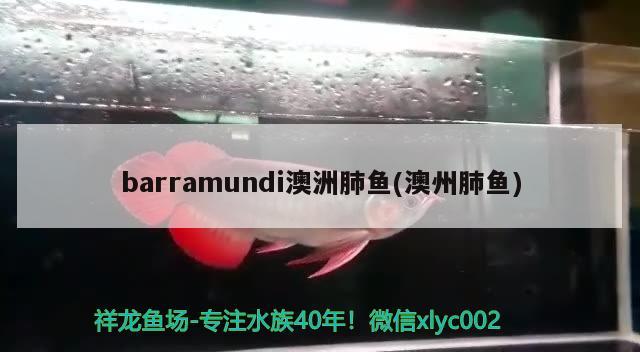 barramundi澳洲肺魚(澳州肺魚)