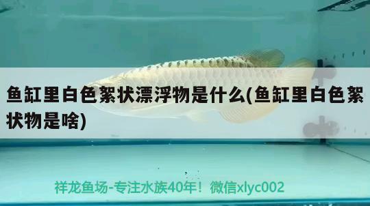 魚缸里白色絮狀漂浮物是什么(魚缸里白色絮狀物是啥)