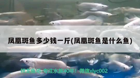 鳳凰斑魚多少錢一斤(鳳凰斑魚是什么魚)