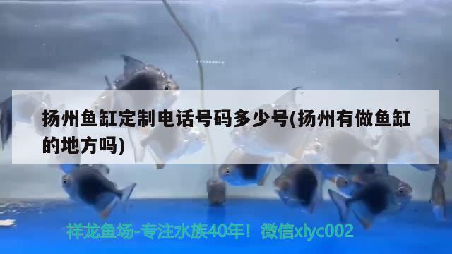 揚(yáng)州魚缸定制電話號碼多少號(揚(yáng)州有做魚缸的地方嗎) 大嘴鯨魚